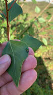 Image of poplar leaf-rolling weevil