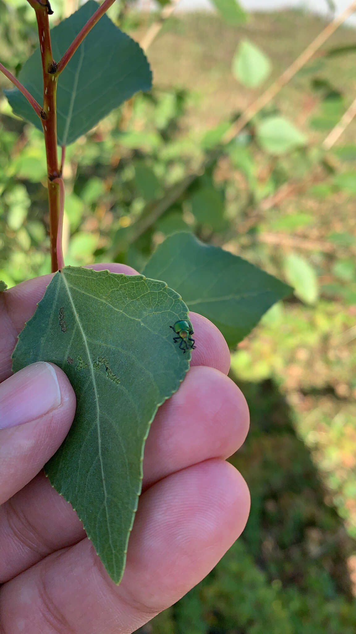 Image of poplar leaf-rolling weevil