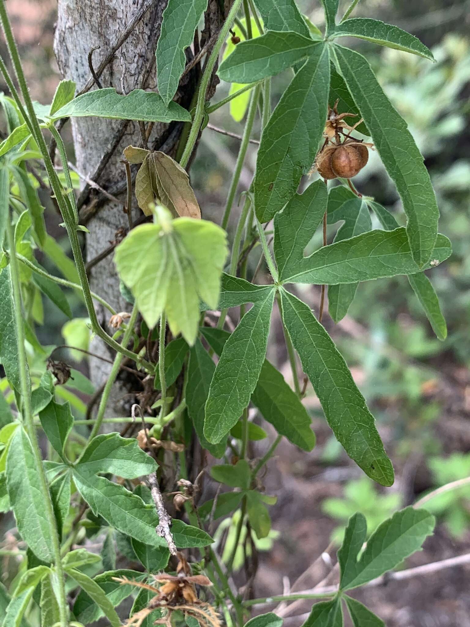 Image of Dalechampia galpinii Pax