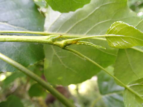 Image of Black Poplar