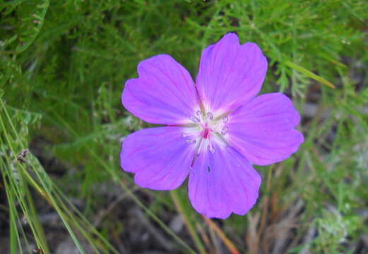 Imagem de Geranium incanum Burm. fil.