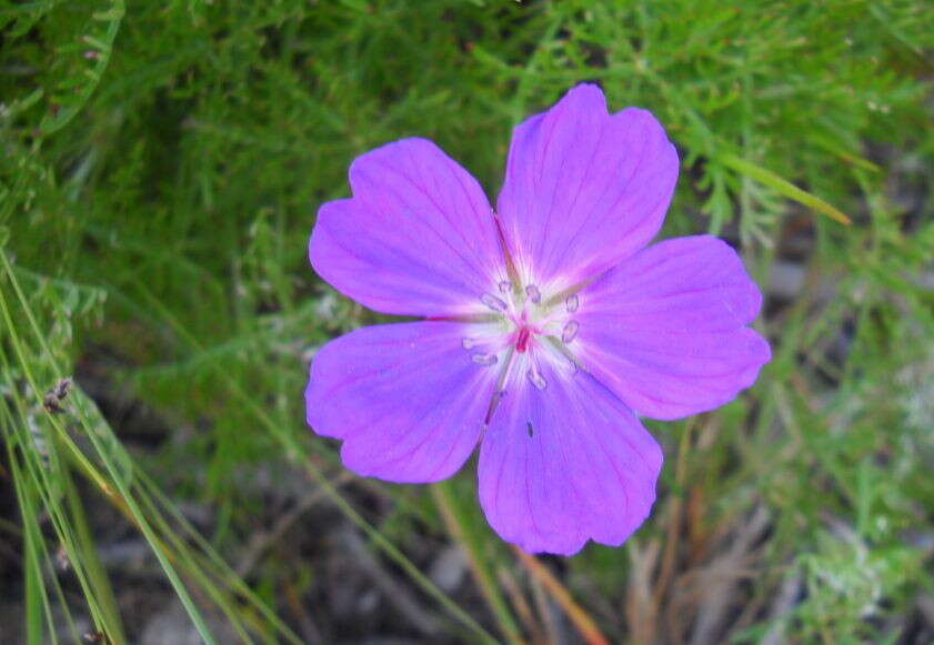 Image of Carpet geranium