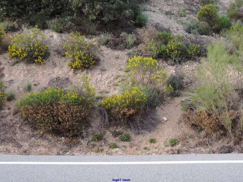 صورة Genista hirsuta subsp. hirsuta