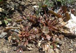 Слика од Claytonia rubra subsp. rubra