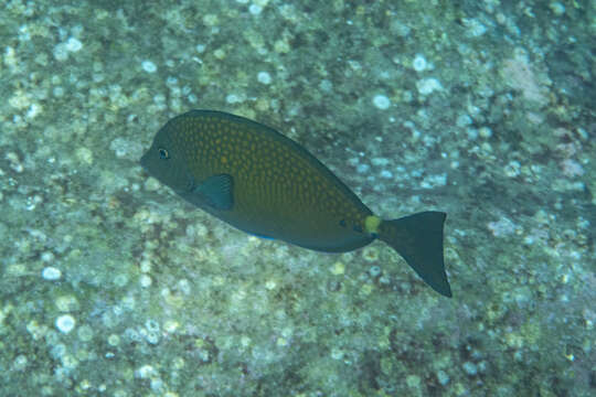 Image of Yellowspotted Sawtail