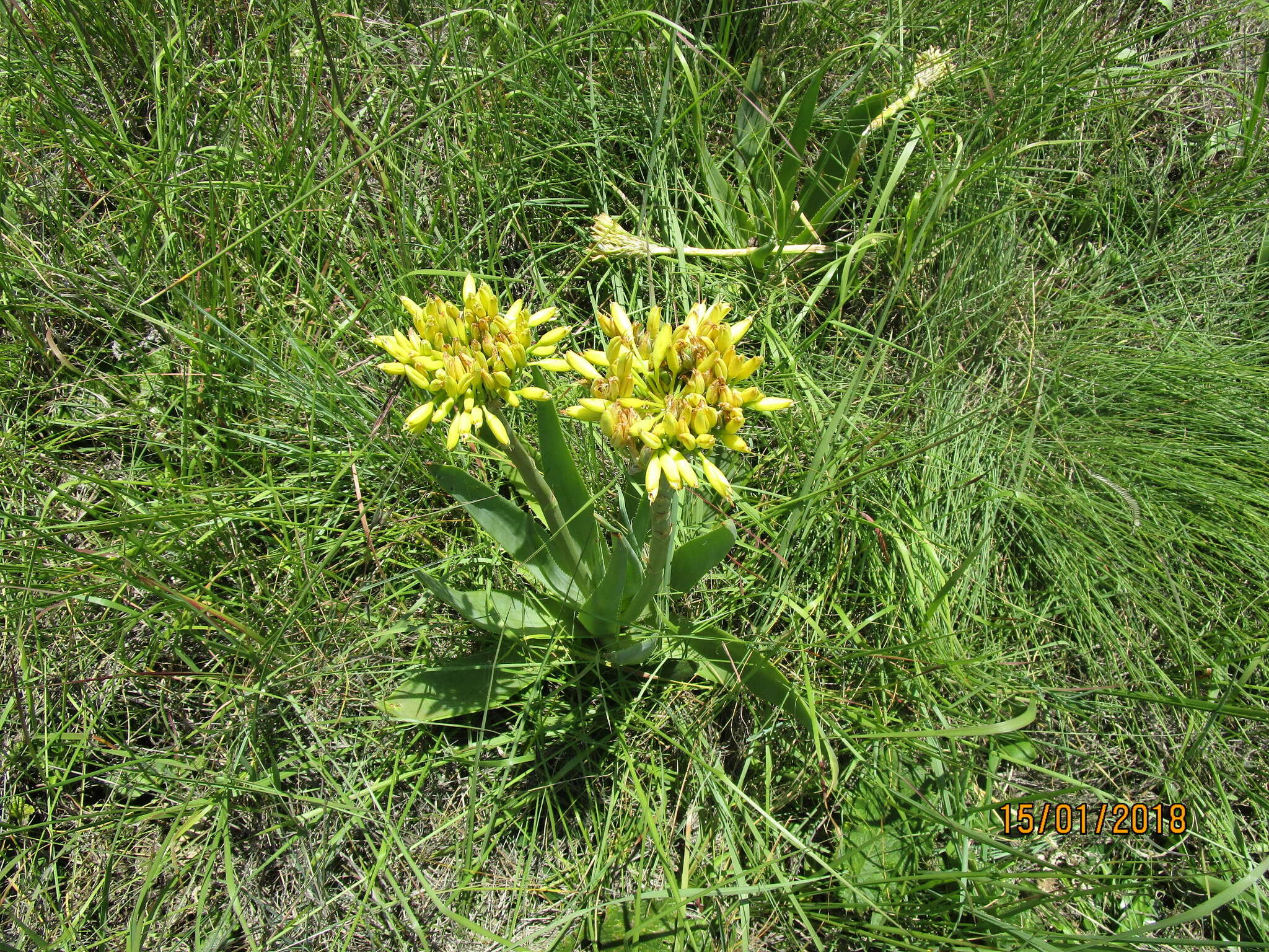 Image of Aloe ecklonis Salm-Dyck