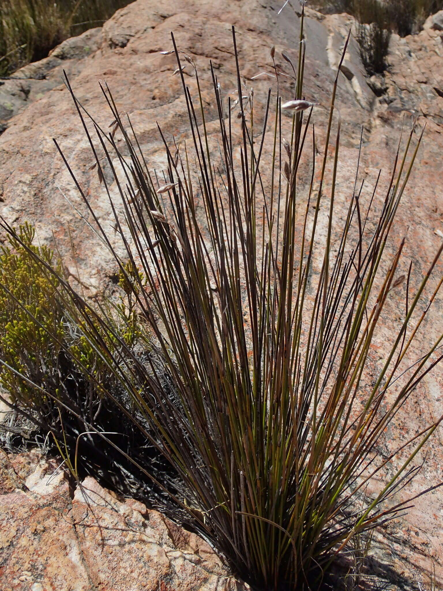 Image of Thamnochortus papyraceus Pillans