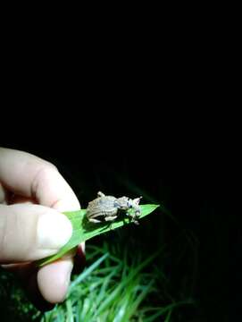 Image of flax weevil