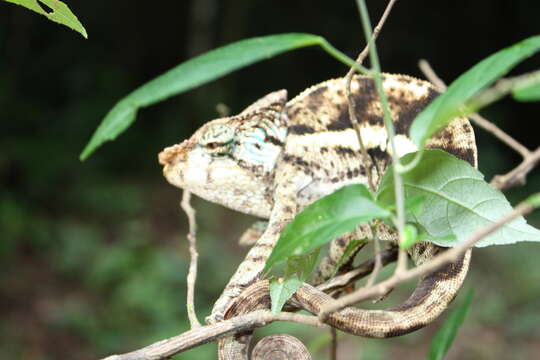 Image of Calumma ambreense (Ramanantsoa 1974)