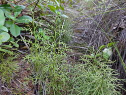 Image of Pseudolycopodium