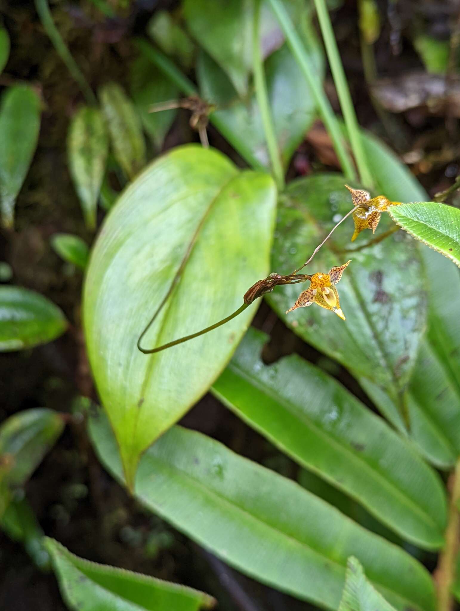 Image of Pleurothallis silverstonei Luer