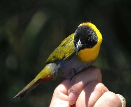 Image of Nelicourvi Weaver