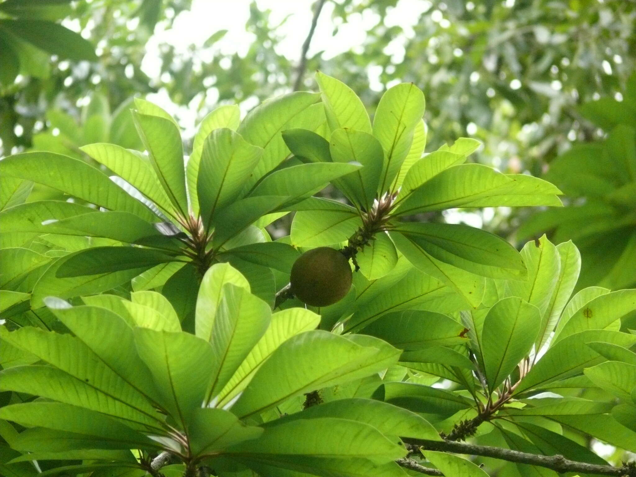 Image of mammee sapote