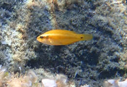 Image of Ocellated Wrasse