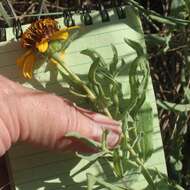 Image of Texas blueweed