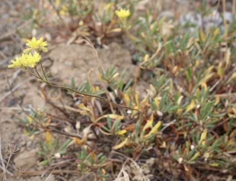 Image of Congdon's buckwheat