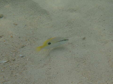 Image of Blackspot snapper