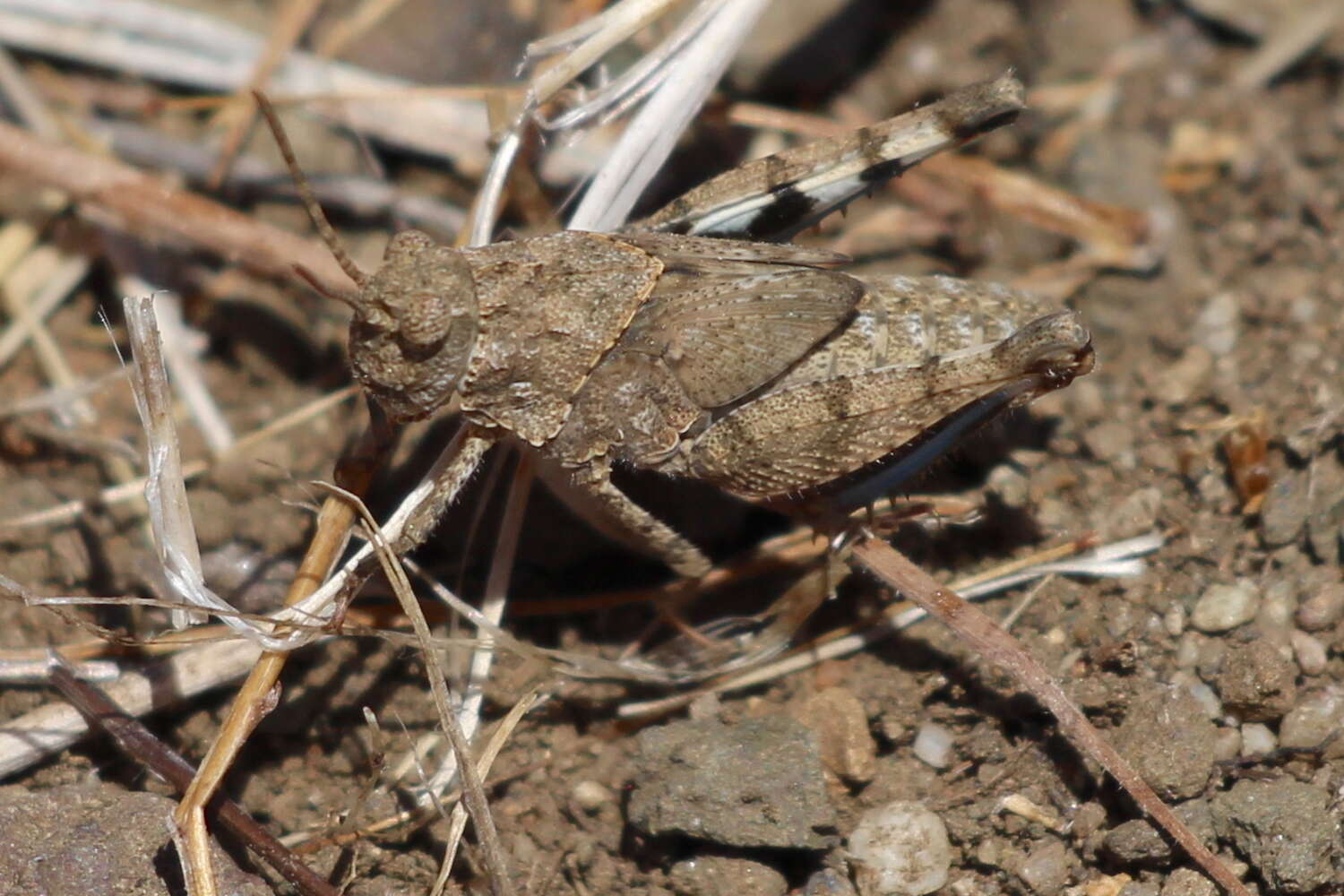 Image of Trimerotropis occidentiloides Rentz, D. C. F. & Weissman 1981