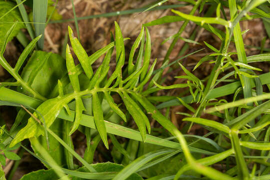 Image of Centaurea dichroantha A. Kerner