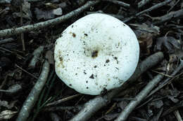 Imagem de Lactarius piperatus (L.) Pers. 1797