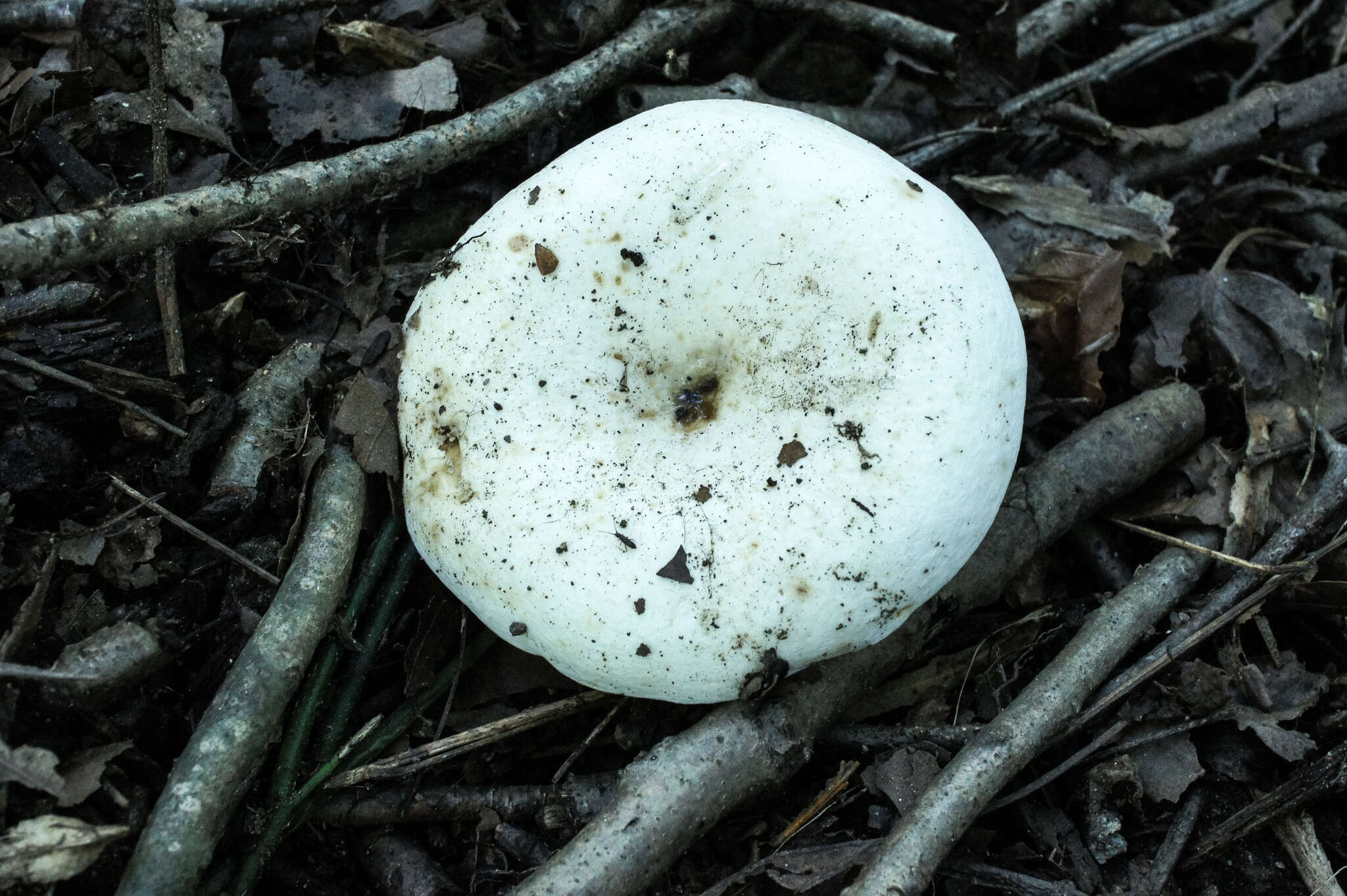 Imagem de Lactarius piperatus (L.) Pers. 1797