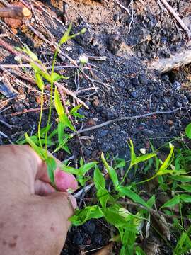 Image of Stellaria fenzlii Regel