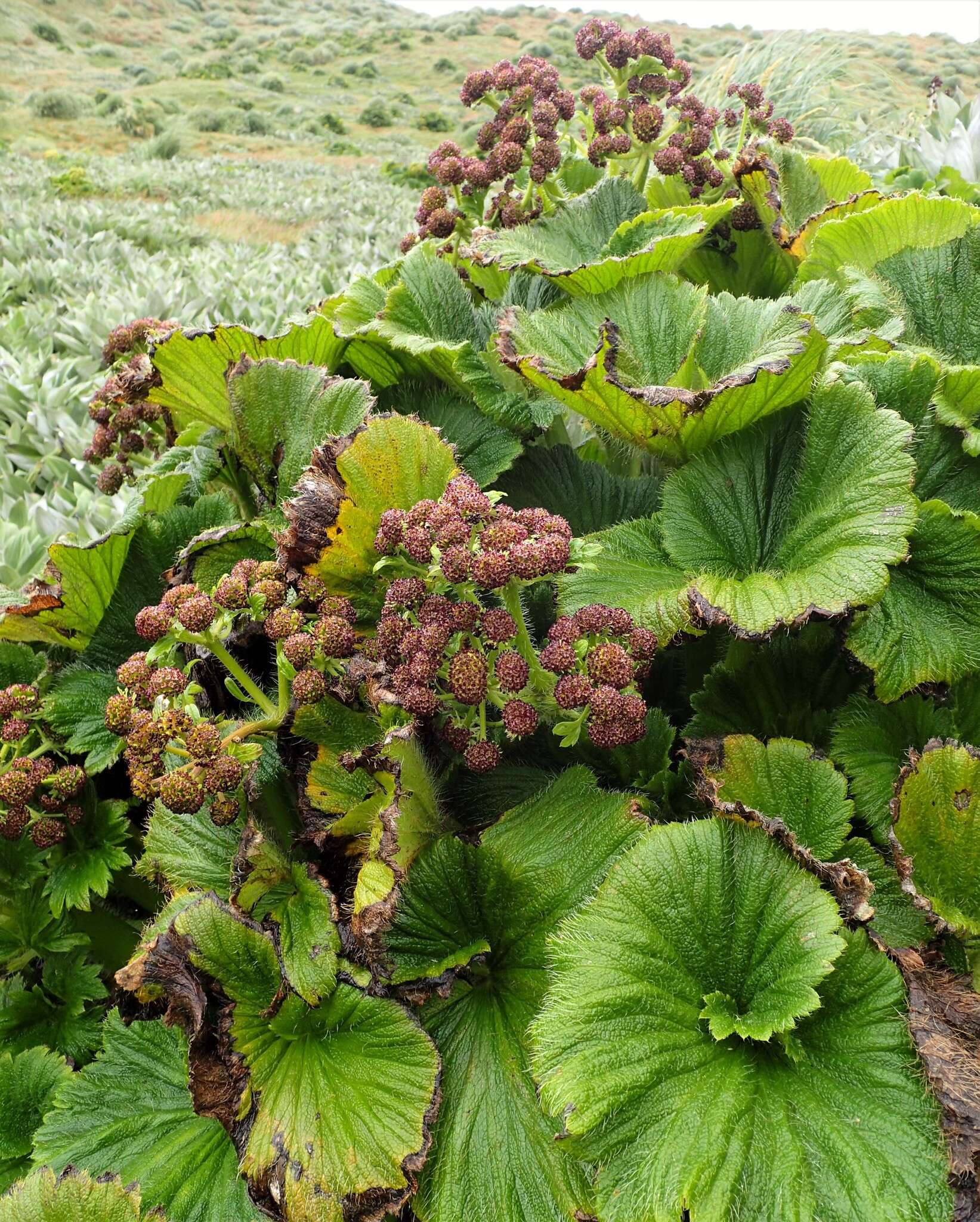 Imagem de Azorella polaris (Hombr.) G. M. Plunkett & A. N. Nicolas