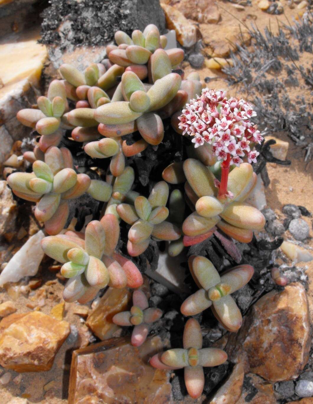 Image of Crassula brevifolia subsp. psammophila Tölken