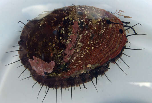 Image of red abalone