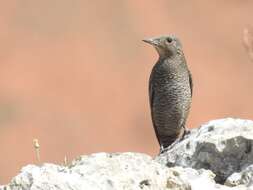 Image de Monticola solitarius solitarius (Linnaeus 1758)