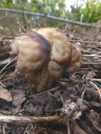 Image of Helvella fusca Gillet 1879