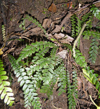 Plancia ëd Austroblechnum membranaceum (Colenso ex Hook.) Gasper & V. A. O. Dittrich