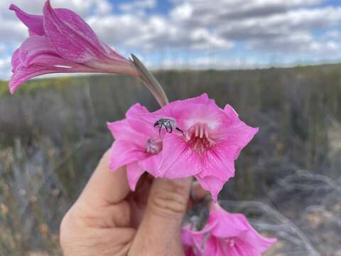 Imagem de Gladiolus caryophyllaceus (Burm. fil.) Poir.