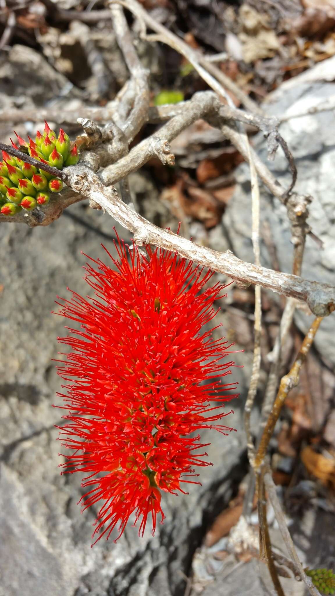 Imagem de Combretum coccineum (Sonn.) Lam.