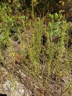 Image of Small-Head Marsh-Elder