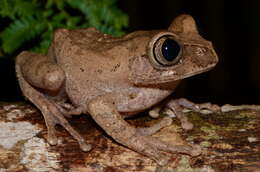 Image of Aubry's tree frog