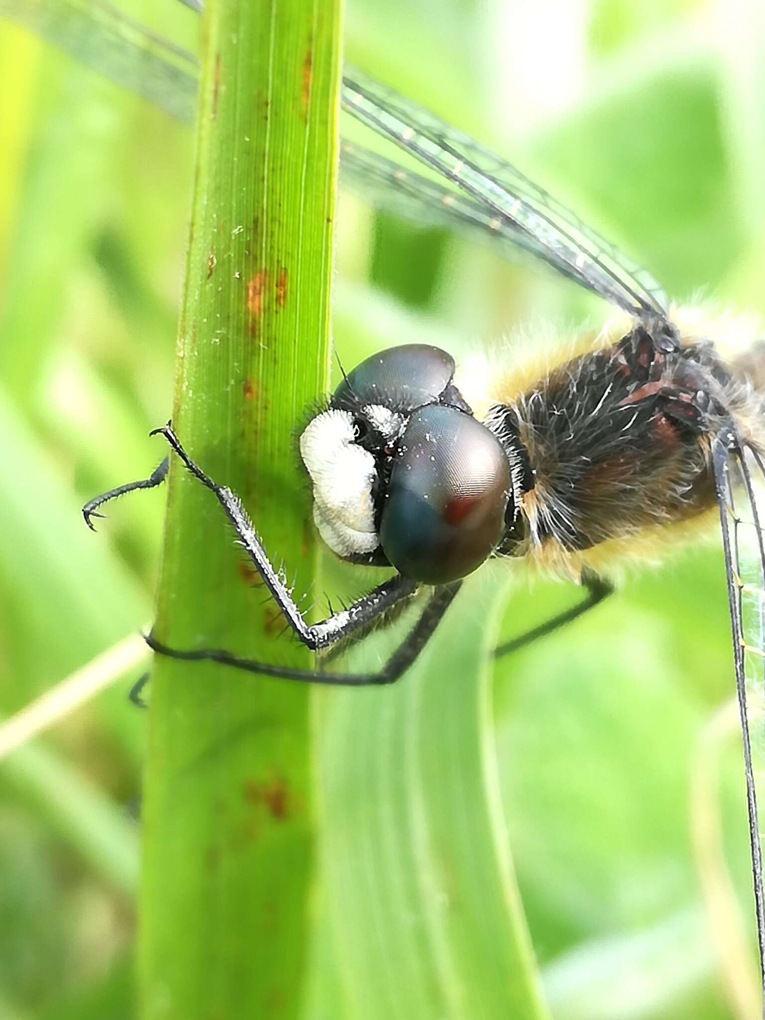 Leucorrhinia caudalis (Charpentier 1840) resmi