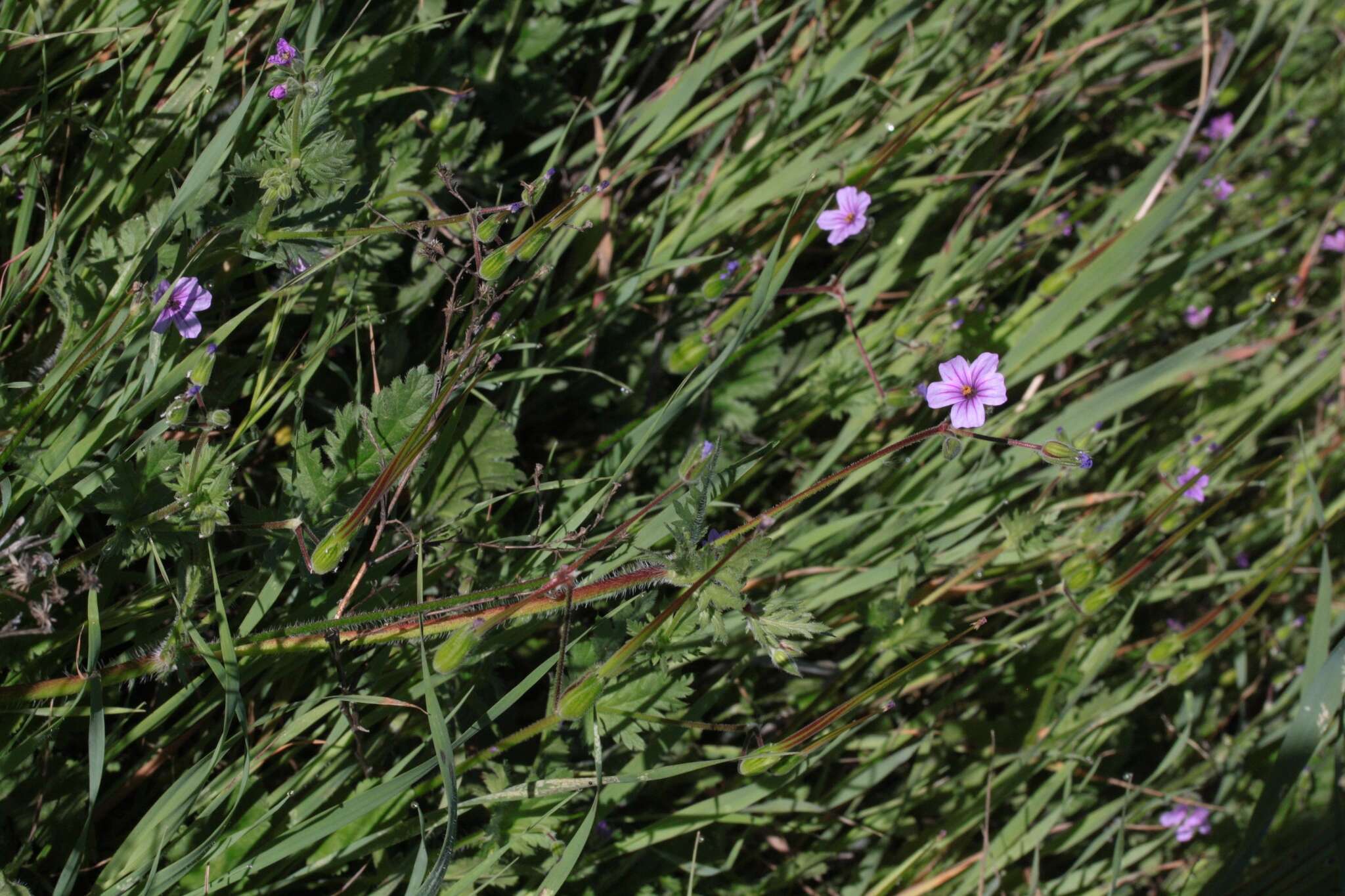 Image of longbeak stork's bill