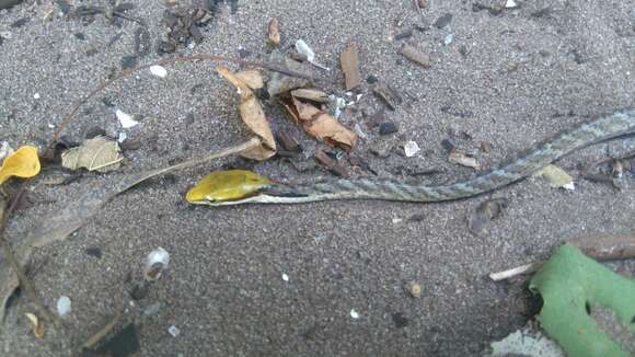 Image of Twig snake