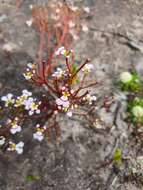 Image of Stylidium utricularioides Benth.