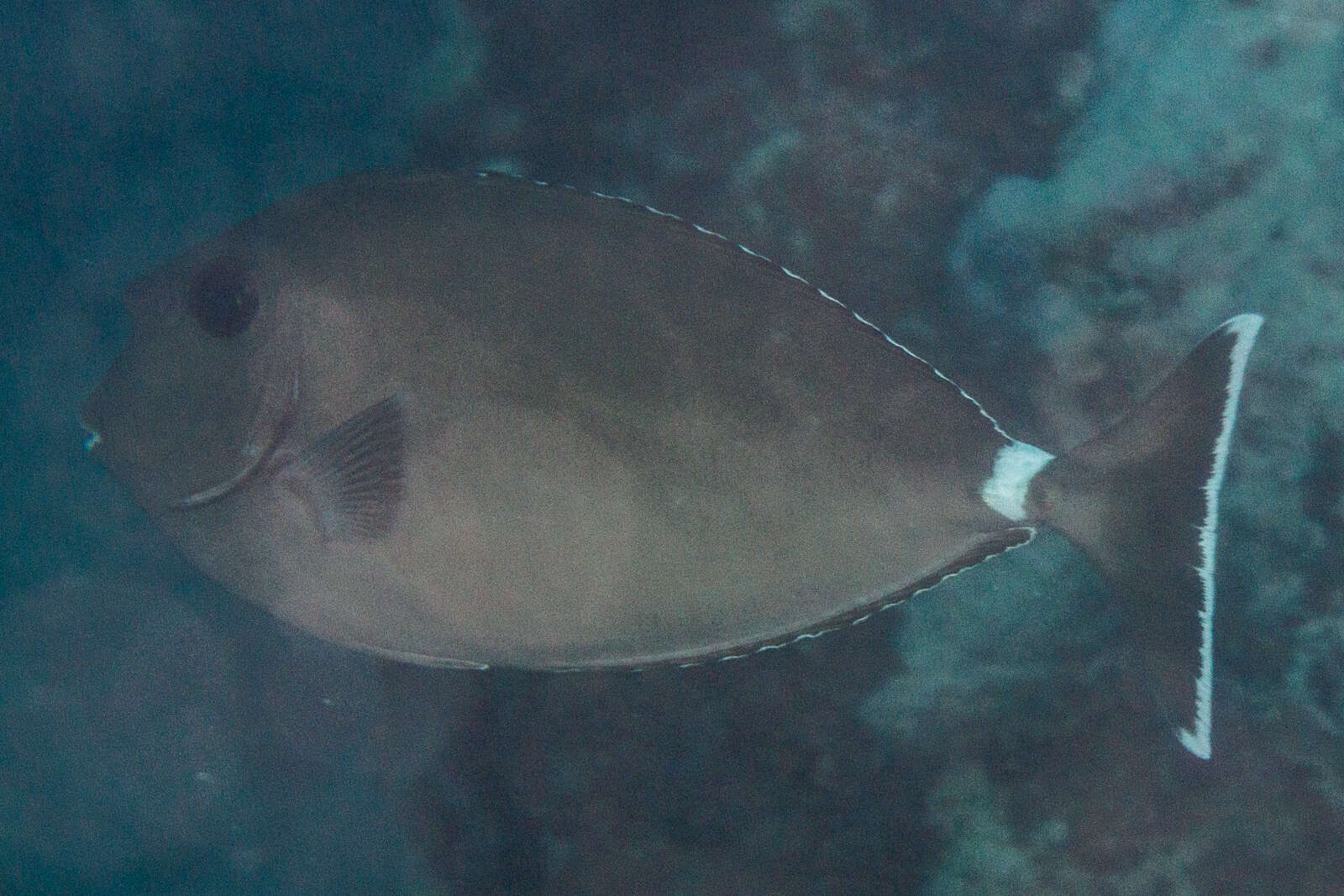 Image of Banded Unicornfish