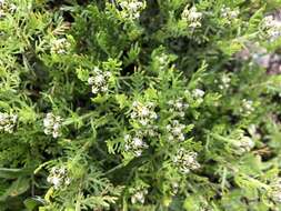 صورة Achillea erba-rotta subsp. moschata (Wulfen) I. B. K. Richardson