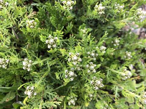 Image de Achillea erba-rotta subsp. moschata (Wulfen) I. B. K. Richardson