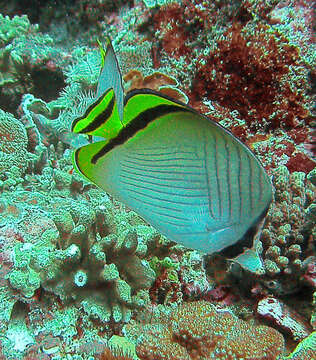 Image of Butterfly fish