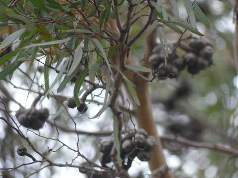 صورة Eucalyptus cornuta Labill.