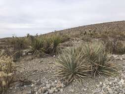 Image de Yucca baccata var. baccata