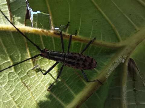 Слика од Macrochenus