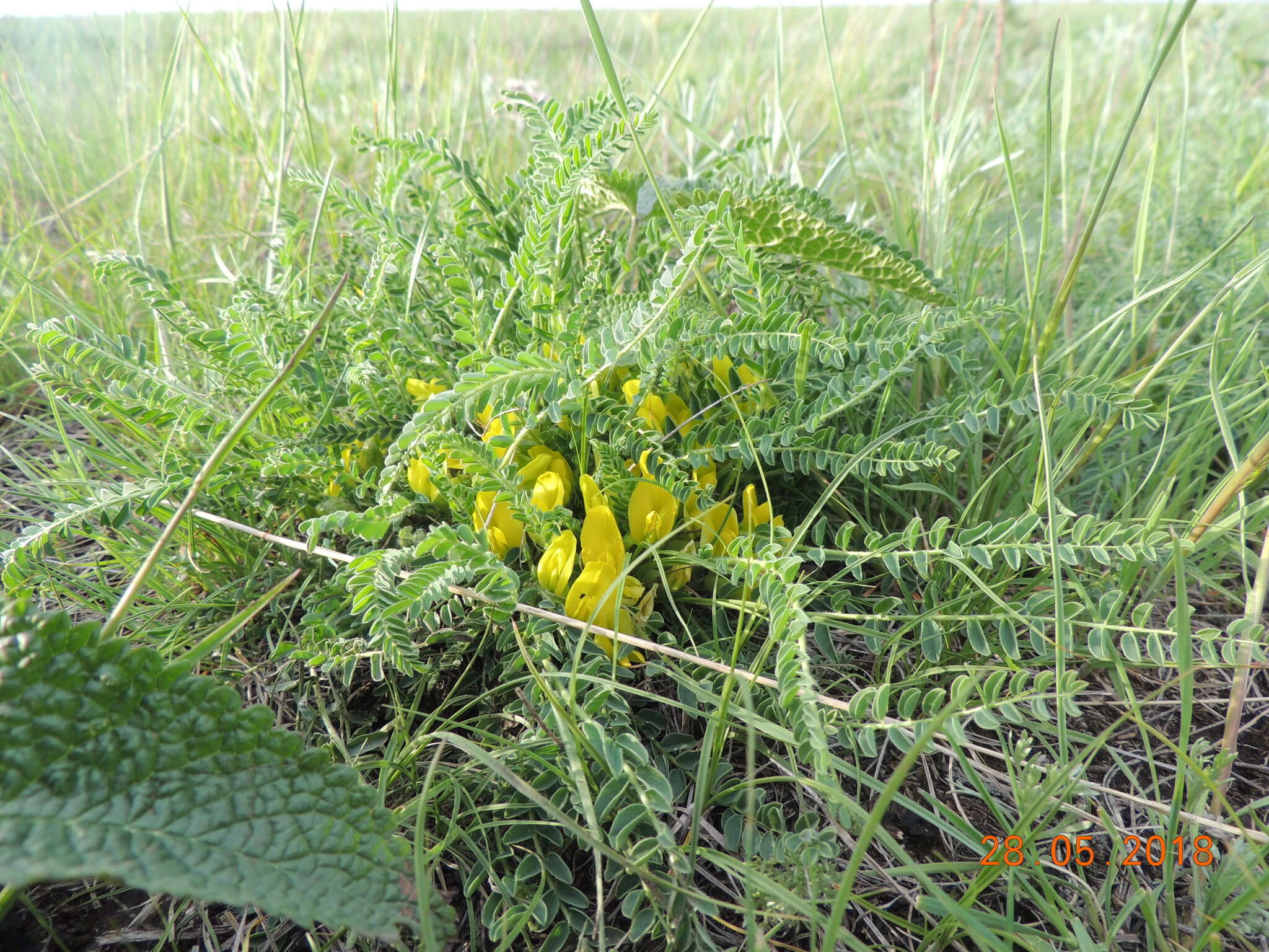 صورة Astragalus buchtormensis Pall.