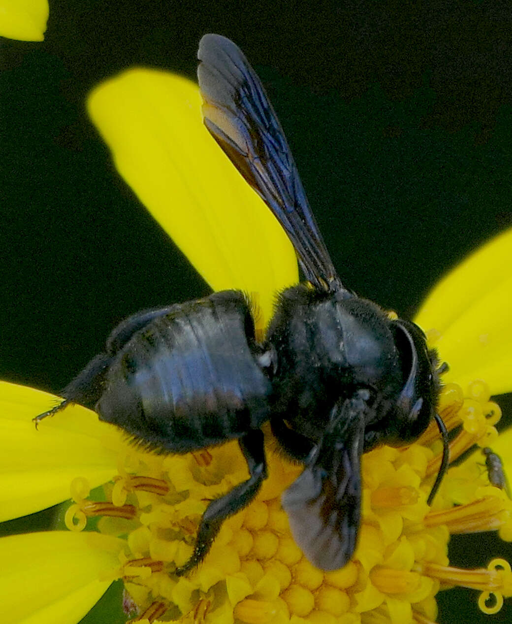 Image of Carpenter-mimic Leaf-cutter Bee