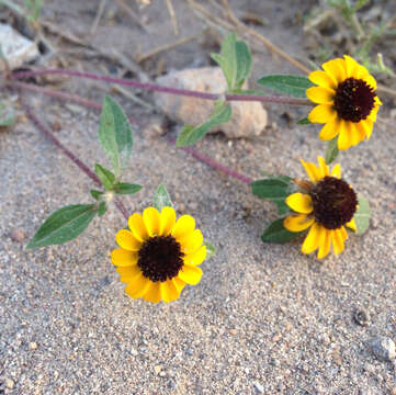 Image of Mexican creeping zinnia